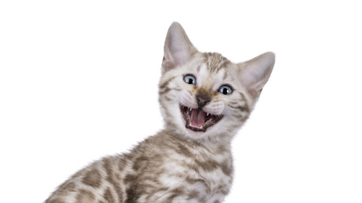 1GÜLDÜRÜ banner
