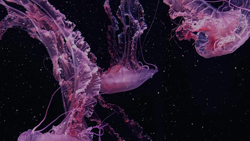 🛍️𝔸ℂℍ𝔸𝔻𝕀ℕℍ𝕆𝕊🛍️ banner
