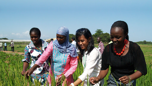 africaricecenter banner