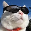 Afurryfables  avatar