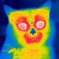 AnimalAntics_Unlimited avatar