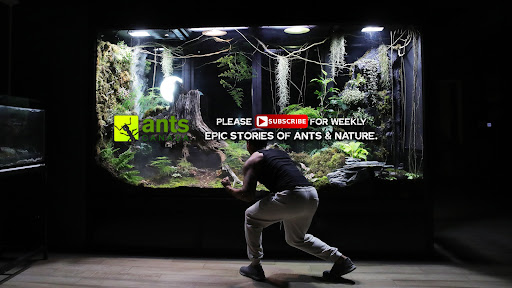 AntsCanada banner