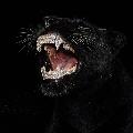 bagheera باغيرا avatar