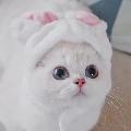 ‘’藍眼睛的白糖糖‘’ YouTube官方頻道  avatar