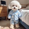 BandlyPet avatar