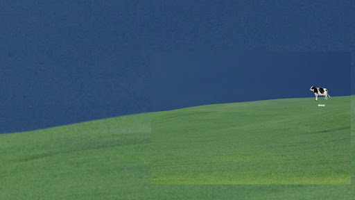 Barn Buds banner