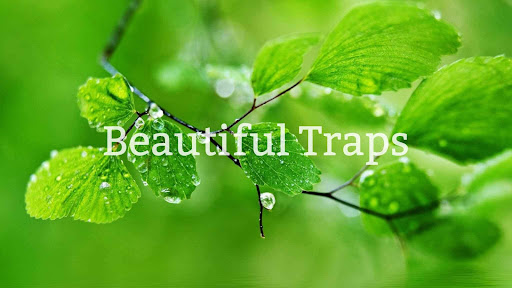 Beautiful Traps banner