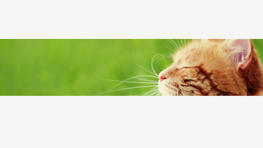 BeluHistorias banner