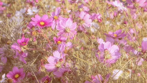 BibisBeautyPalace banner