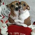 Bijou & Sciarpina avatar