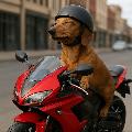 Biker Bất Ổn avatar