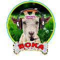 Boka Music avatar