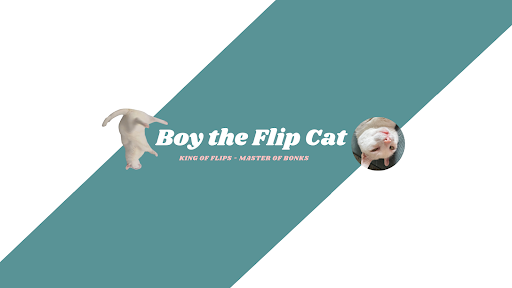 Boy the Flip Cat 🤸🏼 banner