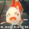 Cá Mở Mang avatar