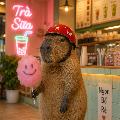 Capybara Việt Nam avatar