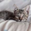 Cat Distribution Systems avatar