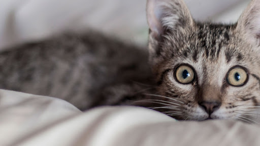 Cat Distribution Systems banner