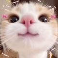 Cat Memes Hub avatar