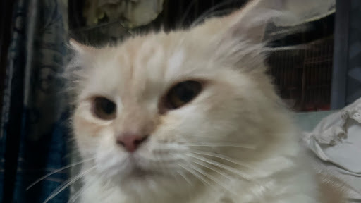 Silly Cats banner