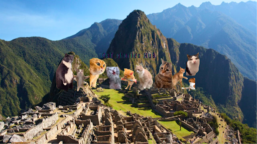 CaT stories HuB banner