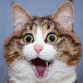  Cat’s world of surprises avatar