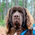 Chewy The Newfoundland avatar