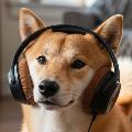 Chien Méchant avatar