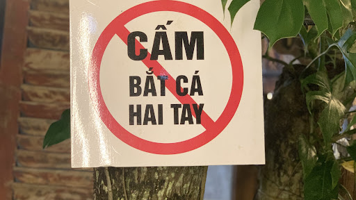chill with mèo banner