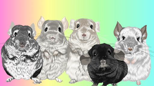 Chinpals banner