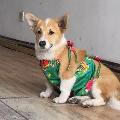 Corgi Croon avatar