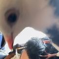 Criz's Pigeons avatar