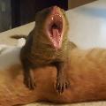 cruzan mongoose avatar