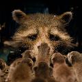 Crying Raccoon avatar