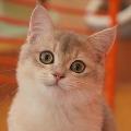 招财是只猫 avatar