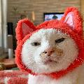 Daily Derp Critters avatar