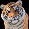 大猫快刷 avatar