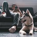 Der Typ mit den Huskies avatar