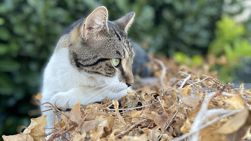 Diese eine Katze mit Nadine banner