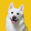 시골강아지 도담이 avatar