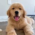 Doggozdose avatar
