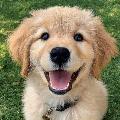 Doggoztales avatar