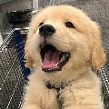 Dogzsome avatar