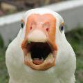 Dolan Darkest avatar