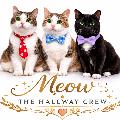 Elie the hallway cat avatar