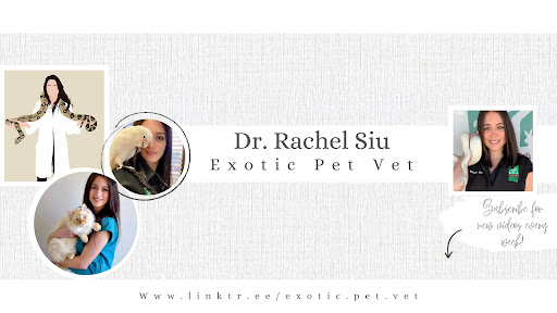 Dr. Rachel, Exotic Pet Vet banner
