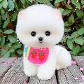 Feeding Teacup Puppy avatar