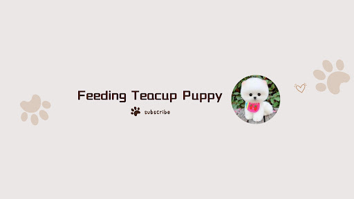 Feeding Teacup Puppy banner
