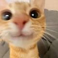 fluffypow avatar