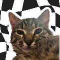 forzs avatar