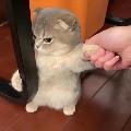 funnypets avatar